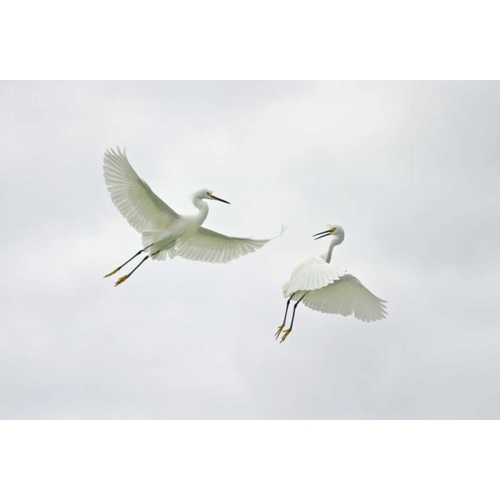 FL, Sanibel Snowy egrets engage in fighting